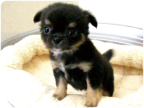 チワワ（ロングコート）