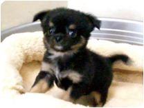 チワワ（ロングコート）by NIPPON PET（大垣）