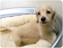 ミニチュアダックス(ロングーヘアー)