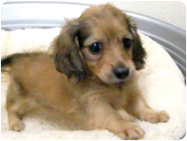 ミニチュアダックス(ロング)