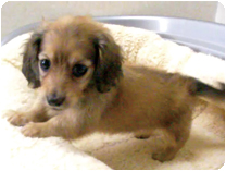 ミニチュアダックスフンド（ロングヘアー） by NIPPON PET（大垣）