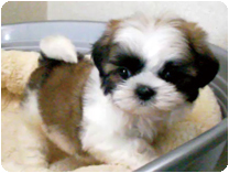 シーズー by イズミペット（岐阜）