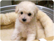 トイプードル by イズミペット（岐阜）