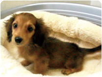 ミニチュアダックス(ロング)