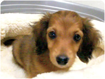 ミニチュアダックスフンド（ロングヘアー） by NIPPON PET（大垣）