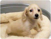 カニンヘンダックスフンド