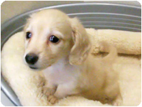 カニンヘンダックスフンド by NIPPON PET（大垣）