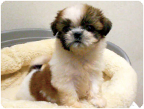 シーズー by NIPPON PET（大垣）