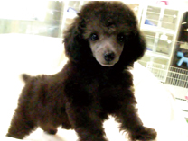 トイプードル by イズミペット（岐阜）