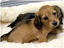 カニンヘンダックス