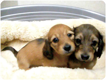 カニンヘンダックスフンド by NIPPON PET（大垣）