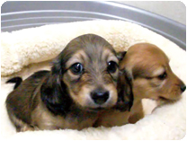 カニンヘンダックス