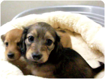 カニンヘンダックスフンド by NIPPON PET（大垣）