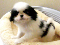 狆(チン) by イズミペット（岐阜）