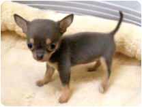 チワワ（スムースコート）