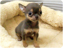 チワワ（スムースコート） by イズミペット（岐阜）