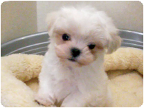 マルチーズ by NIPPON PET（大垣）