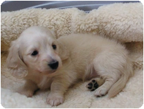 ミニチュアダックス(ロングーヘアー) by イズミペット（岐阜）