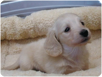 ミニチュアダックス(ロングーヘアー)