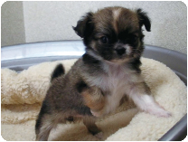 チワワ（ロングコート）by NIPPON PET（大垣）