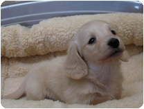 カニンヘンダックスフンド by NIPPON PET（大垣）