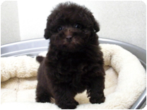 トイプードル by イズミペット（岐阜）