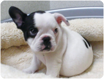 フレンチブルドッグ by イズミペット（岐阜）