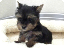 ヨークシャーテリア