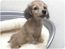 カニンヘンダックスフンド