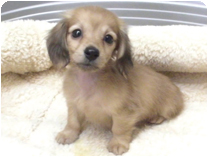 カニンヘンダックスフンド by NIPPON PET（大垣）