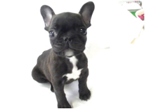 フレンチブルドッグ