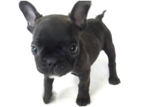 フレンチブルドッグ by イズミペット（岐阜）