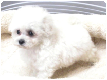 トイプードル by イズミペット（岐阜）