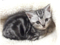 アメリカンショートヘアー