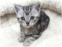 アメリカンショートヘアー by イズミペット（岐阜）