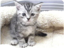 スコティッシュフォールド