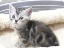 スコティッシュフォールド by NIPPON PET（大垣）