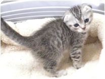 スコティッシュフォールド