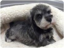 ミニチュアシュナウザー