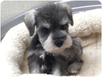 ミニチュアシュナウザー by イズミペット（岐阜）