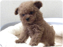 トイプードル by イズミペット（岐阜）