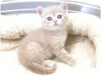 スコティッシュフォールド by イズミペット（岐阜）