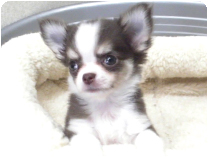 チワワ（ロングコート）