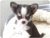 チワワ（ロングコート） by イズミペット（岐阜）