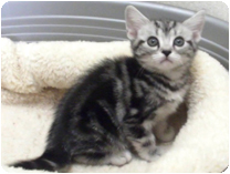 アメリカンショートヘアー