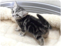 アメリカンショートヘアー by NIPPON PET（大垣）