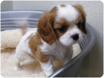 キャバリアキングチャ－ルズスパニエル by NIPPON PET（大垣）