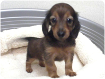 カニンヘンダックス