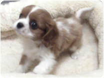 キャバリアキングチャ－ルズスパニエル by NIPPON PET（大垣）