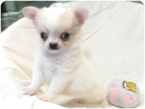 チワワ（ロングコート）